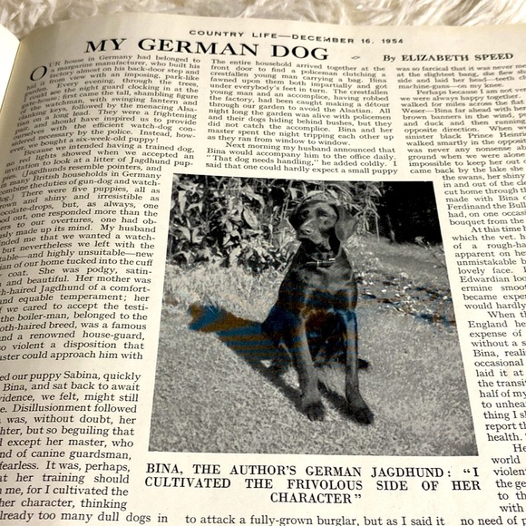 COUNTRY LIFE MAGAZINE Fine Cattle At The Smithfield Show December 16, 19… - Picture 6 of 15